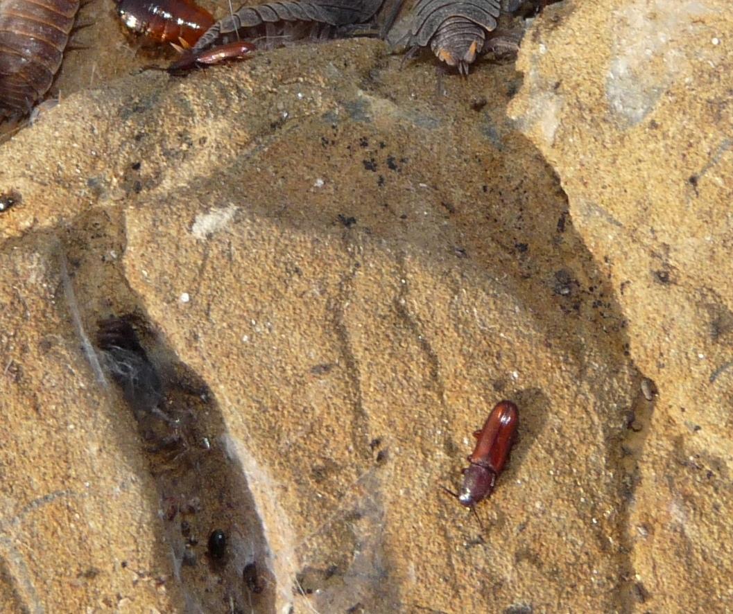Tenebrionide & c.